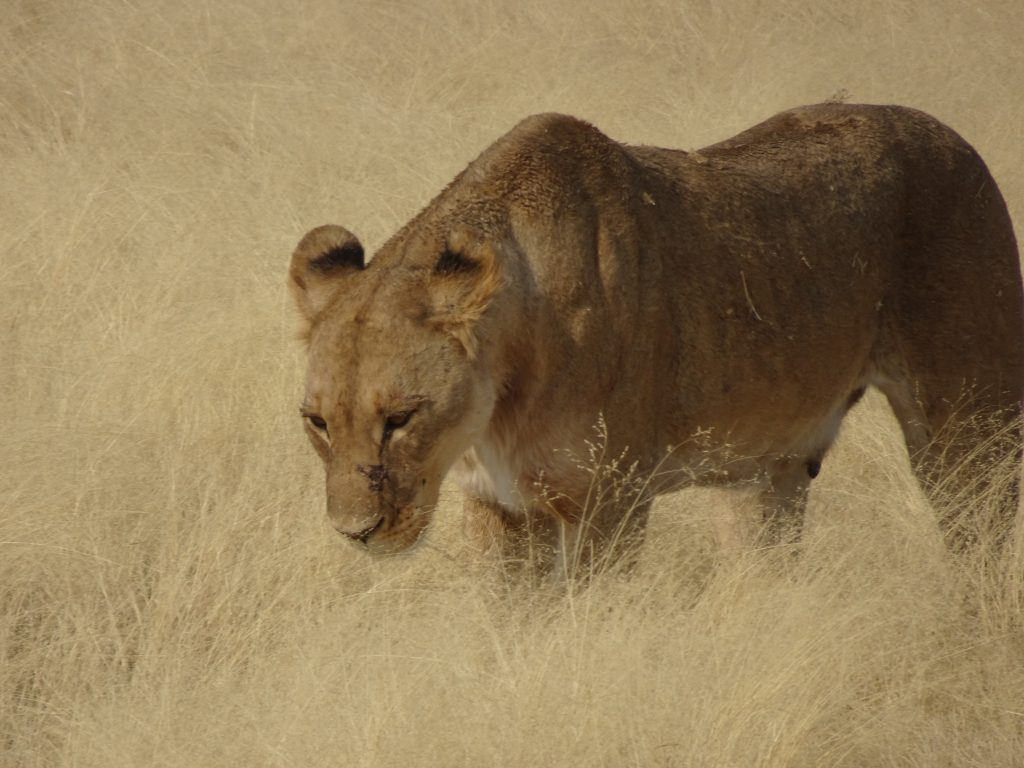 Leeuwin Etosha