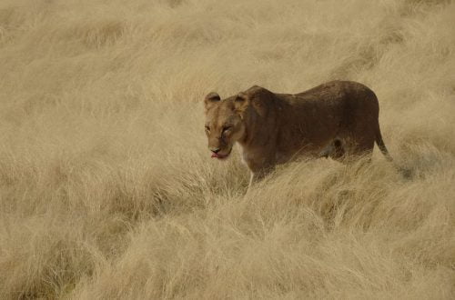 Leeuwin Etosha National Park