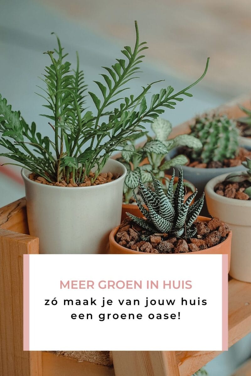 Meer groen in huis