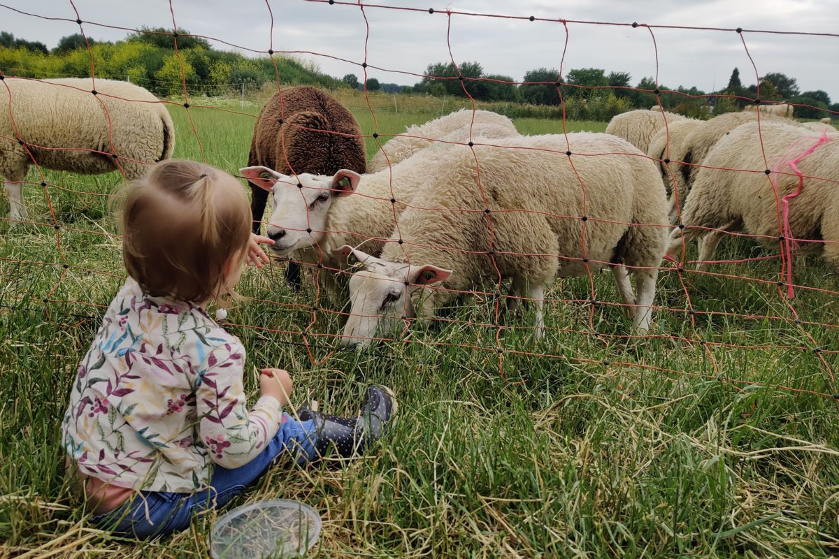 belevenisboerderij harms hoeve