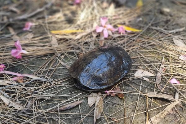 Plaka Forest schildpadden