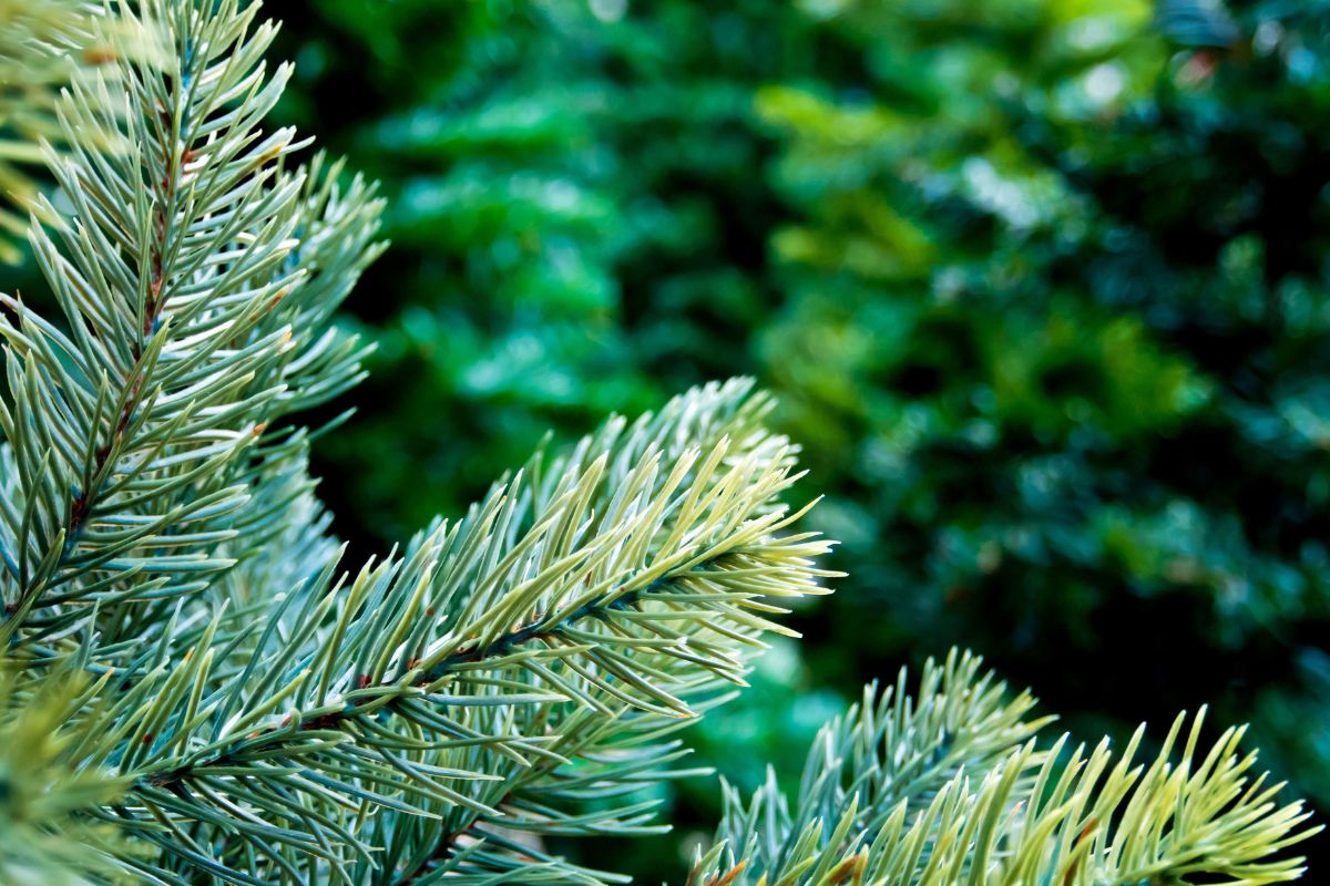 voordelen van een kunstkerstboom