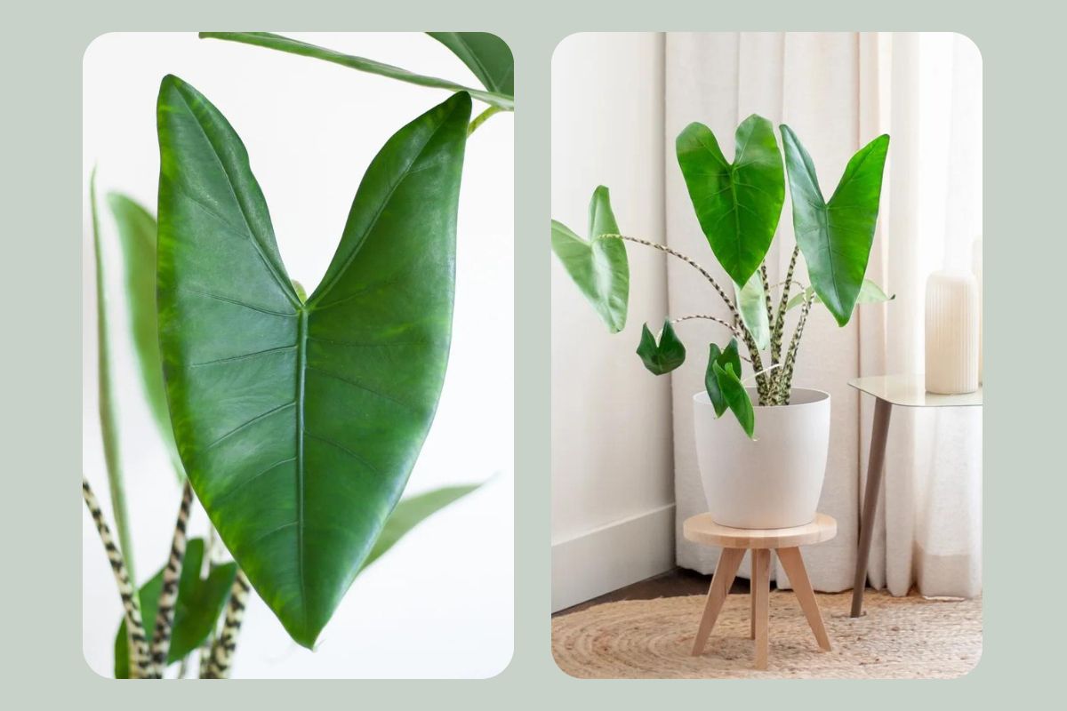 grote kamerplanten olifantsoor