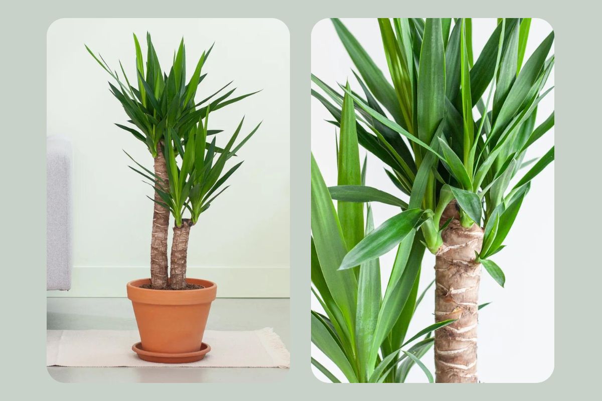 grote kamerplanten yucca
