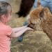 Alpaca boerderij