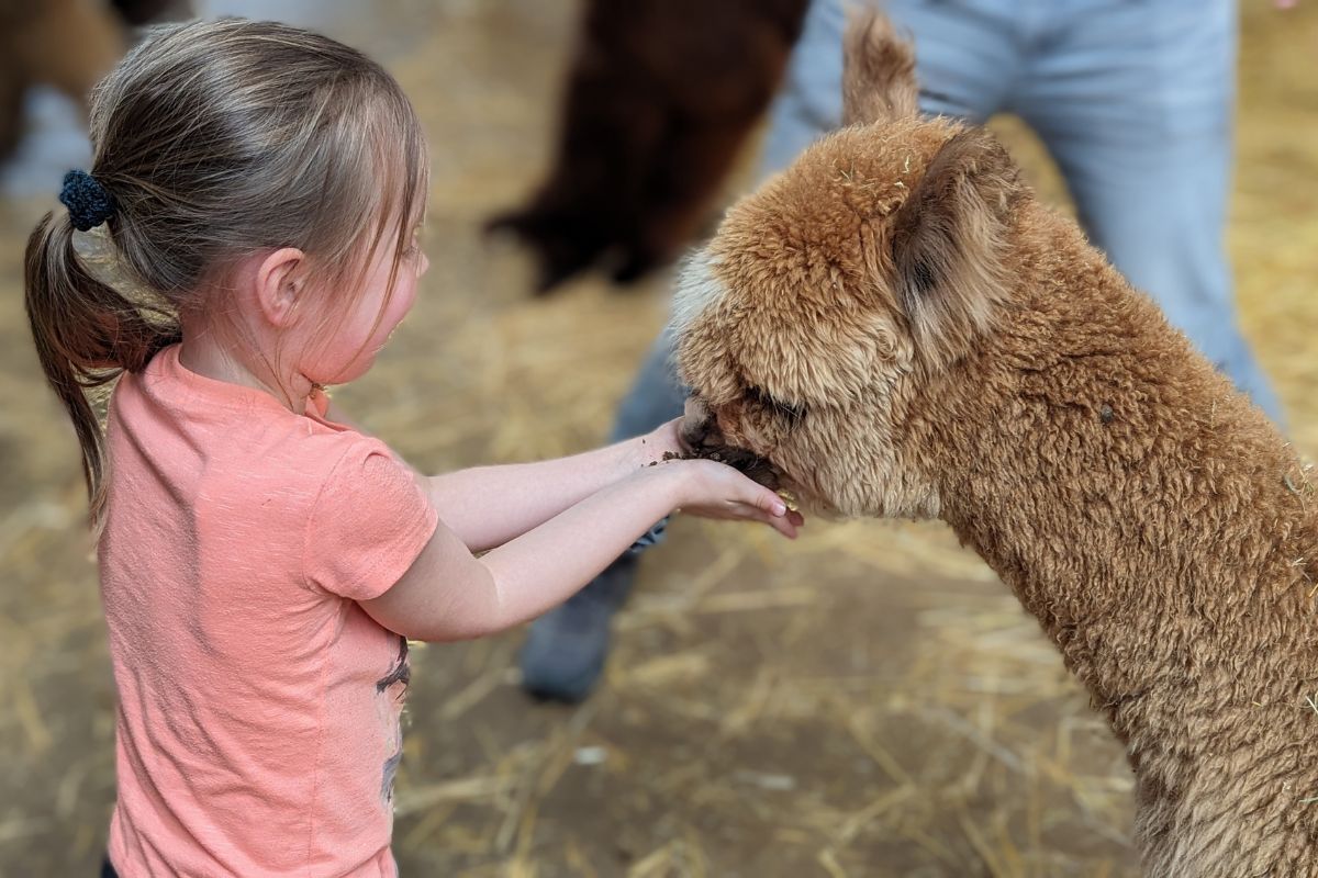 Alpaca boerderij