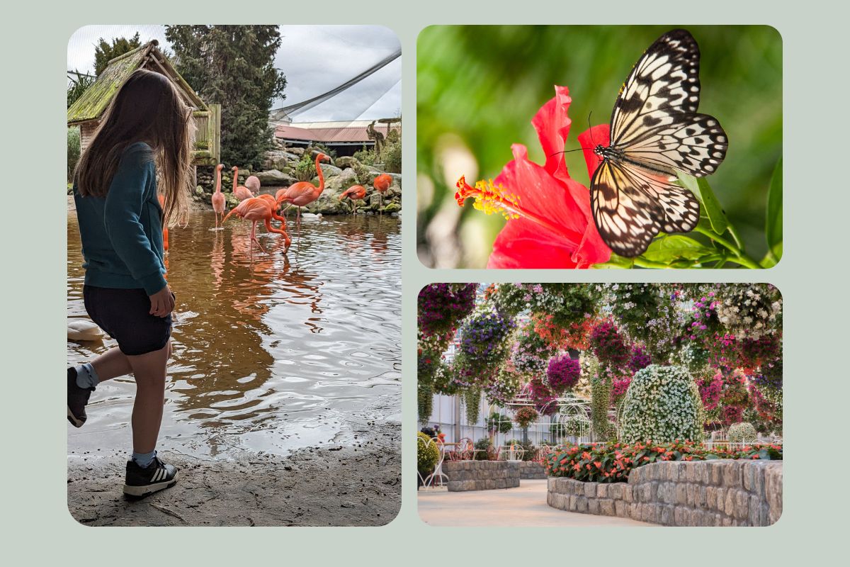 pantropica dieren