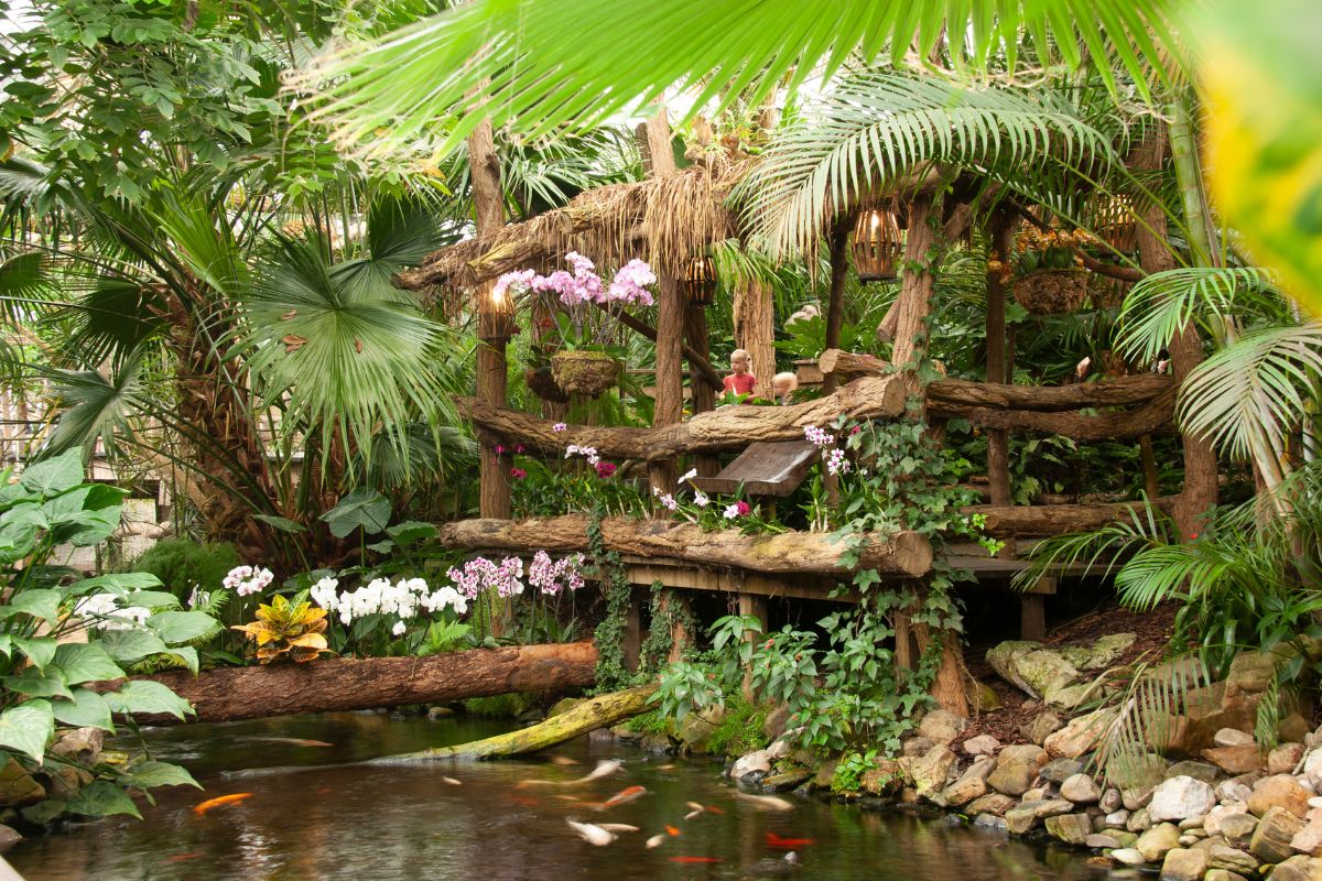 pantropica planten
