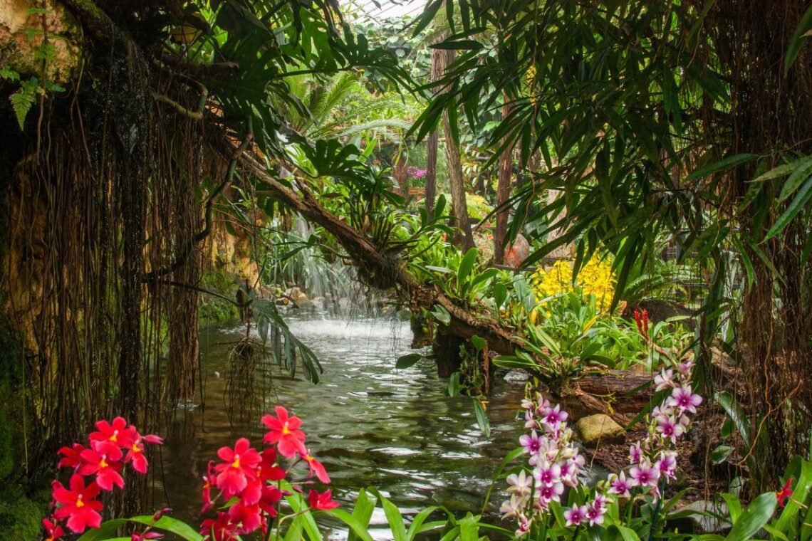 pantropica review