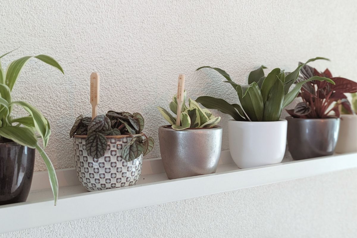 miniplantjes