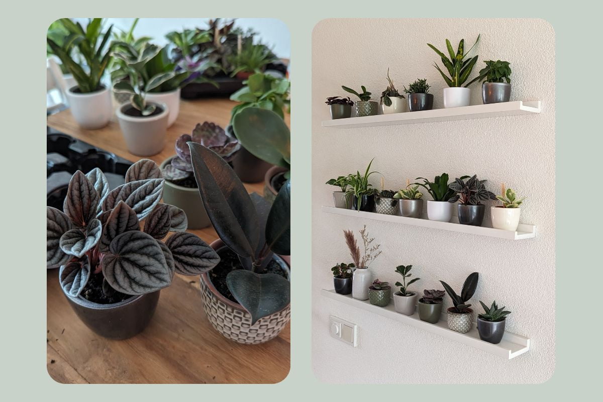 plantenwand miniplantjes